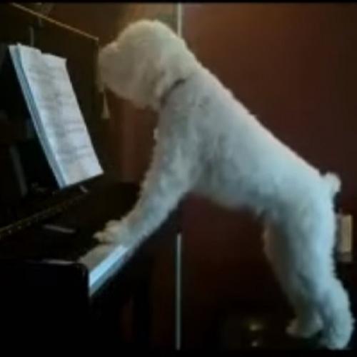 O pianista mais fofo da internet