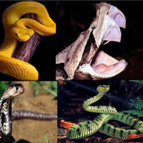 Serpentes, acidentes e primeiros socorros