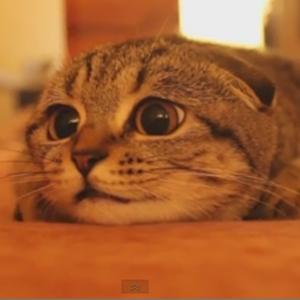 Momento mais fofo do dia (gatinho)