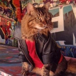 Lorenzo, o gato abandonado que virou modelo