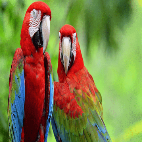 Como as aves ouvem sem ouvido externo?