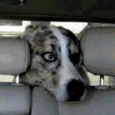 Quando um cão erra de carro