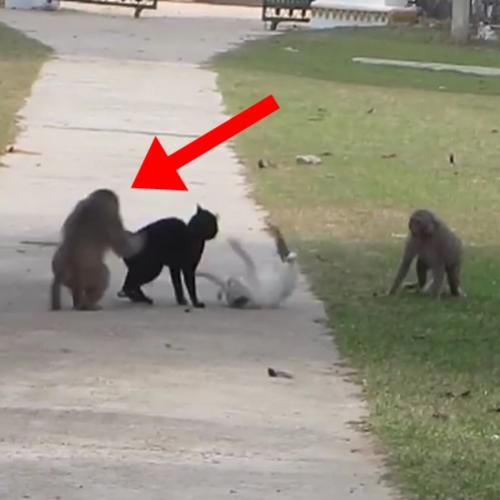 Macaco separa briga de dois gatos