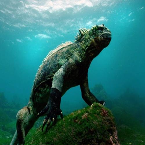 Iguana gigante é avistada nadando em praia na Ilha de Galápagos