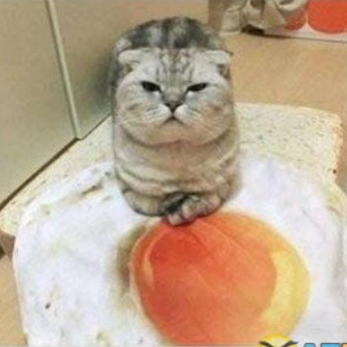 Nova cama para gato