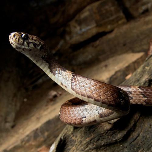 Biólogos descobrem 5 novas espécies de cobras nas florestas do Equador