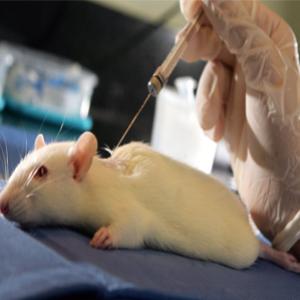 Porque os ratos são as cobaias preferidas nos laboratórios?