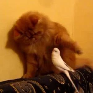 Gato mau humorado recebe visitante muito chato