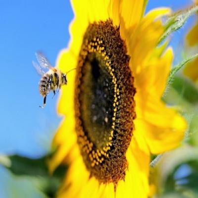 Projetando aviões com base em abelhas