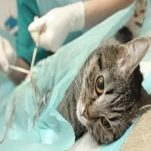 Esterilização (castração) em gatos 