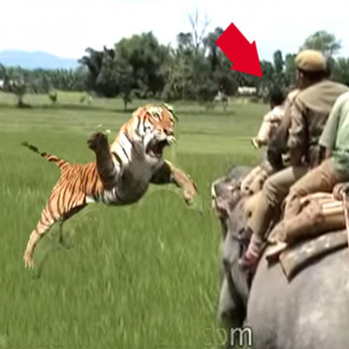 Tigre ataca caçadores que estavam montados em Elefante.