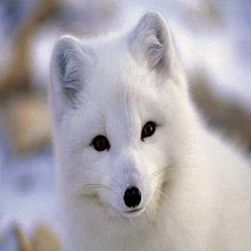 Raposa-do-ártico: branca como a neve