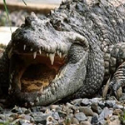 Crocodilo gigante de 7 metros é filmado na Austrália