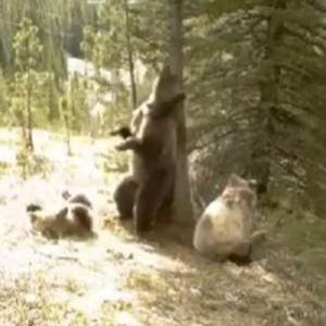 Harlem Shake na floresta: Os ursos que curtem a vida adoidado