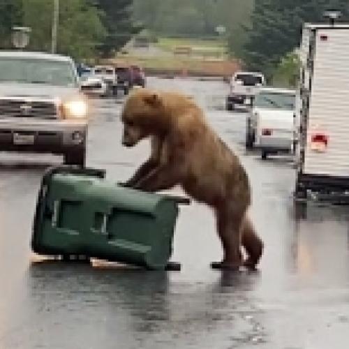 Vídeo mostra urso contra lata de lixo anti-ursos
