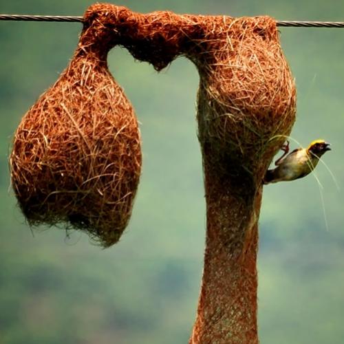 TOP 5 - Animais que são verdadeiros arquitetos da natureza