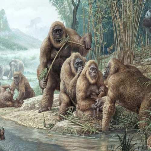 O maior primata que já existiu: conheçam o Gigantopithecus