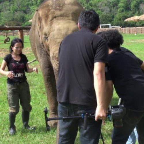 Elefante interrompe entrevista de sua amiga