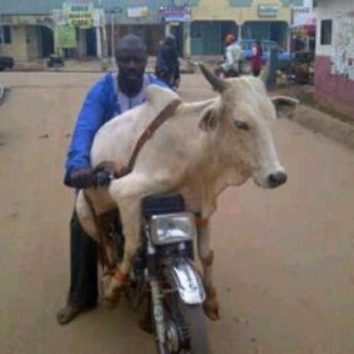 Mestres do transporte bovino