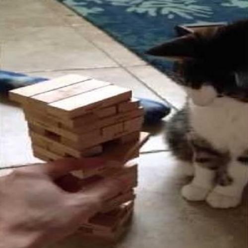 Um gato que joga Jenga melhor que você