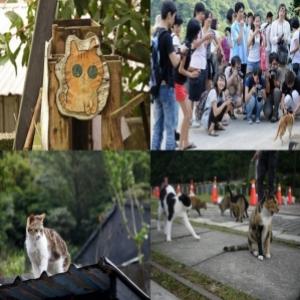 Houtong - o paraíso dos gatos em Taiwan