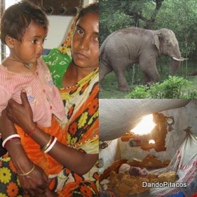 Depois de destruir parte de uma casa, elefante volta e salva bebê