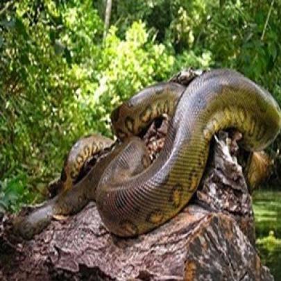 Anaconda (Sucuri) é a maior cobra brasileira