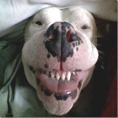 Os cães mais felizes e sorridentes da internet