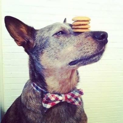 Jack , o cão equilibrista