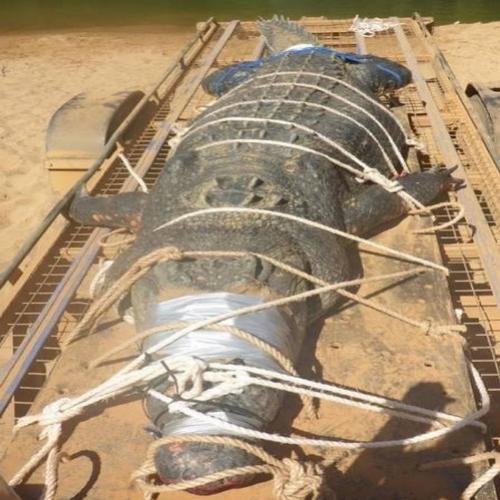 Após 10 anos de caçada, agentes capturam crocodilo de 600 quilos