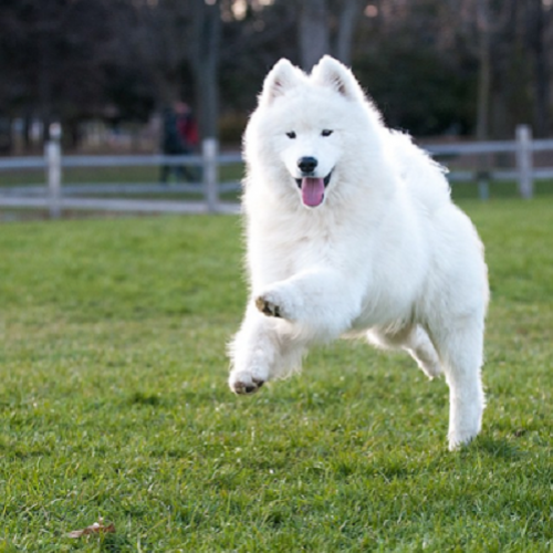 10 cachorros mais lindos do mundo 