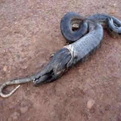 Vídeo mostra cobra Sucuri vomitando ratão-do-banhado