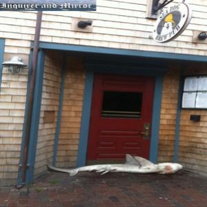 Tubarão morto é encontrado na porta de bar 