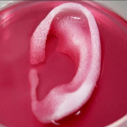  Cientistas aprimoram método para criar cartilagem artificial 