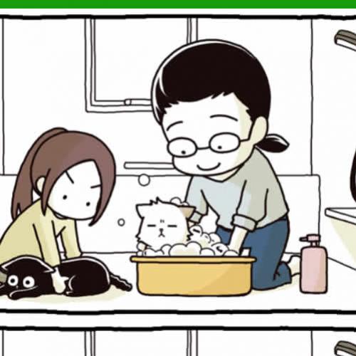 Dando banho no gato