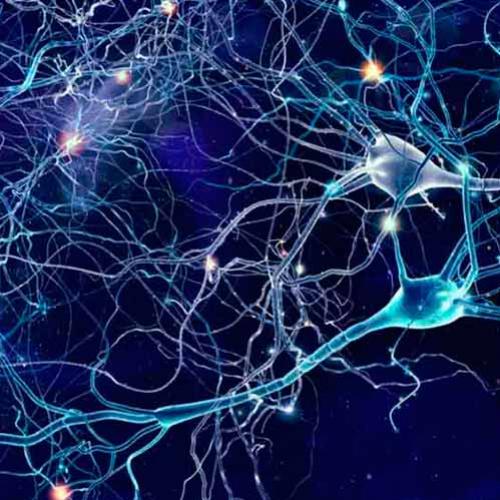 Células cerebrais humanas implantadas em ratos