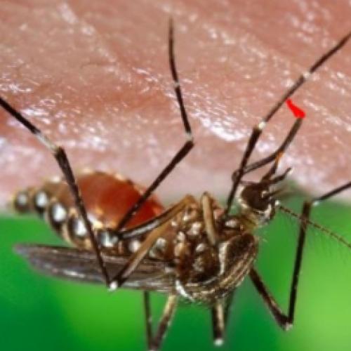 De onde é e como o mosquito da dengue veio parar no Brasil