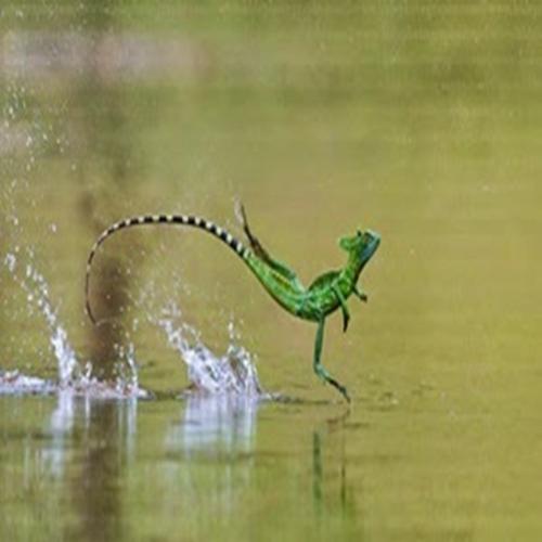 O lagarto basilisco ele pode andar sobre a água