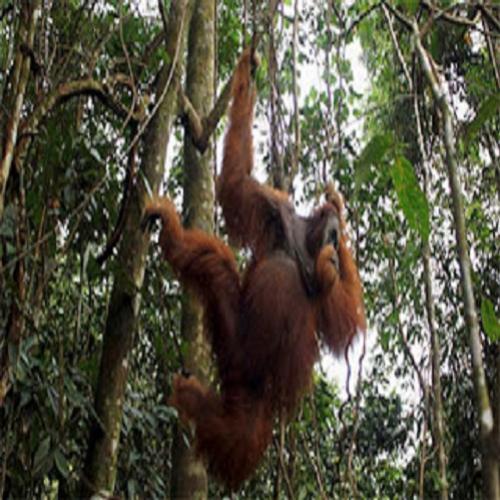 Animais - Curiosidades sobre orangotangos