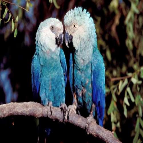 Ararinha-azul: espécie extinta na natureza pode voltar à Caatinga