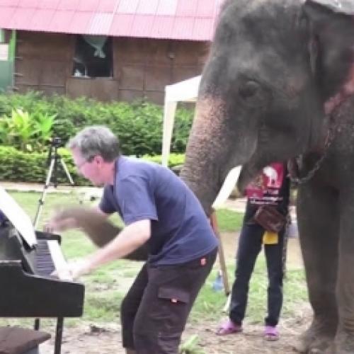 Veja como alguns animais reagem a música