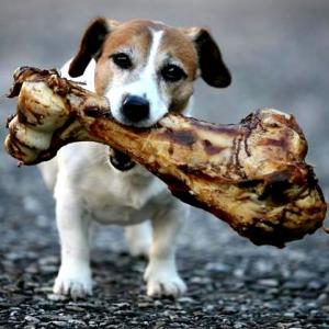 Porque os cachorros adoram um osso