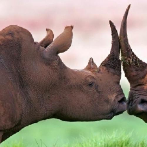 Vídeo raro mostra o maior rinoceronte do mundo