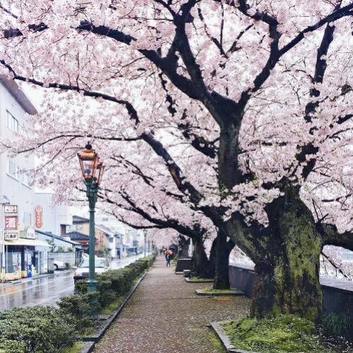 A floração das cerejeiras no Japão