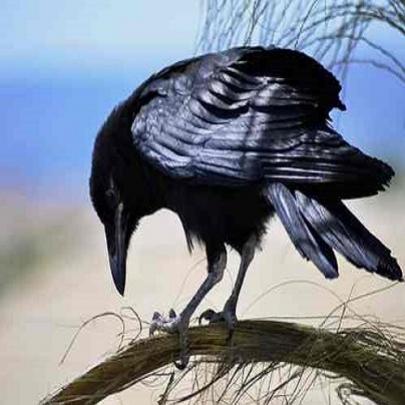 10 fatos sobre o corvo que vão te deixar fascinado