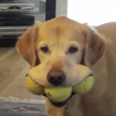 Alguns dos melhores vídeos engraçados de labradores