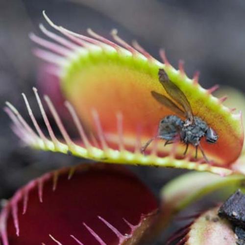 Predadoras do mundo vegetal: conheça as plantas carnívoras
