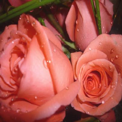No Dia dos Namorados, compre flores mais amigas da ecologia