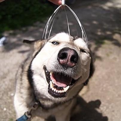 Descobrindo o que um Cachorro acha de um Massageador de Cabeça!