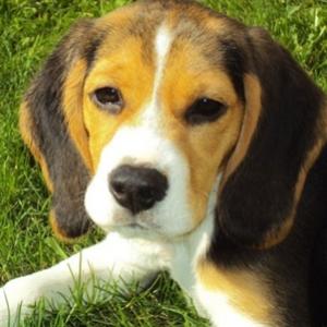 7 fatos sobre cachorros que você provavelmente ainda não conhecia